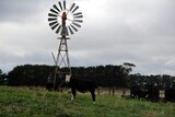 Dairy cattle standing underneath a windmill on a farm