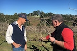 Dave Jarrett and  Tony Thompson inspect some grape vines.