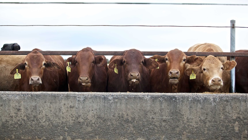 Cattle in a row eating out of a feed bunk in a feedlot.