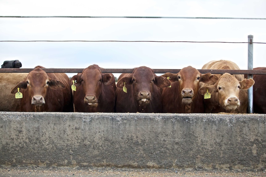 Row of cattle at a feed bin