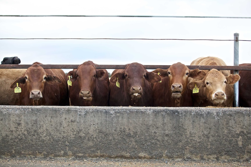 Cattle in a row eating out of a feed bunk in a feedlot.