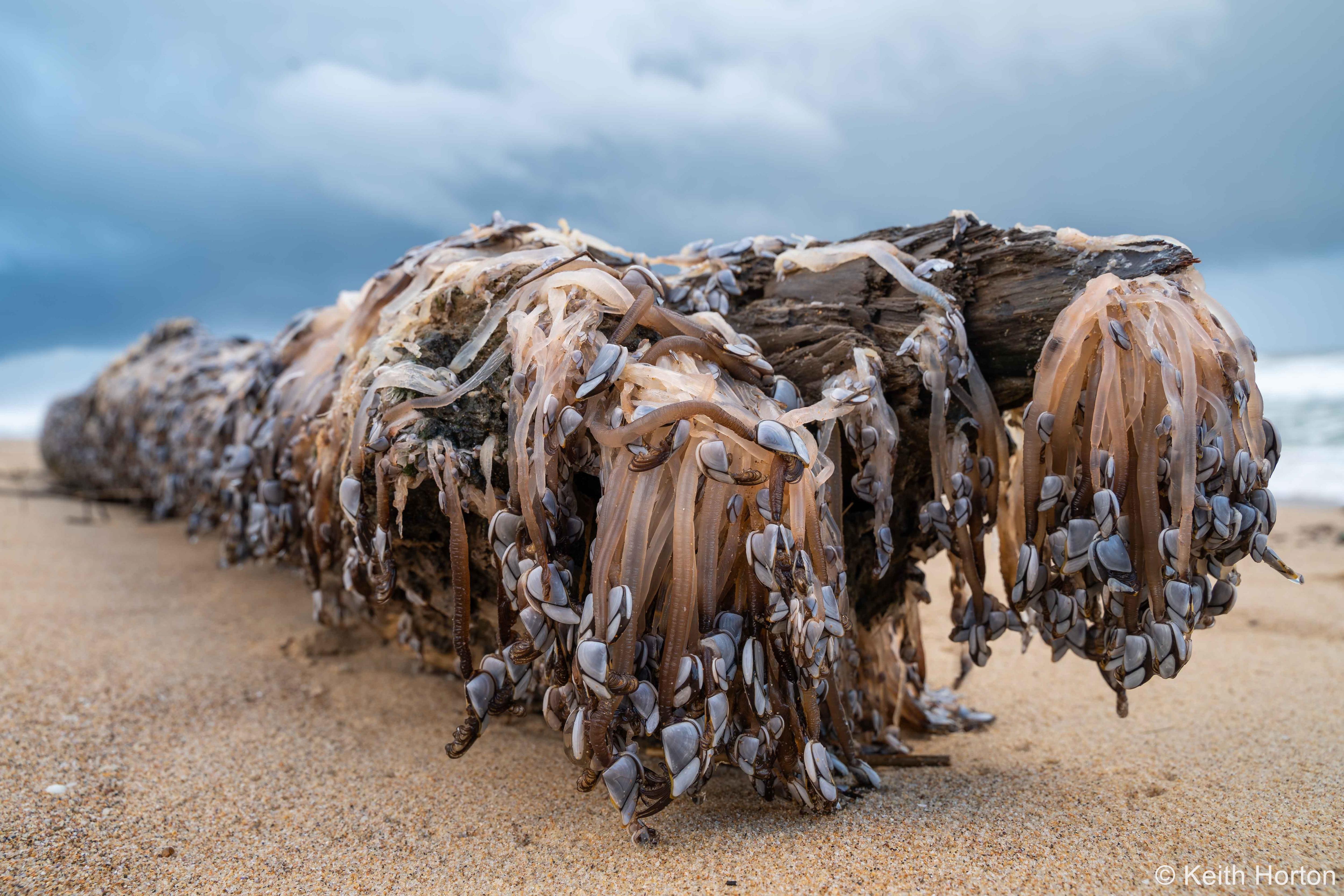 A log covered with clams dangling from long, beige feet. 