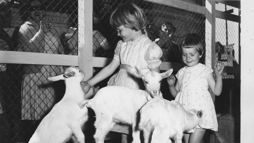Two young girls petting baby goats at the Ekka in Brisbane Queensland. Date Unknown.