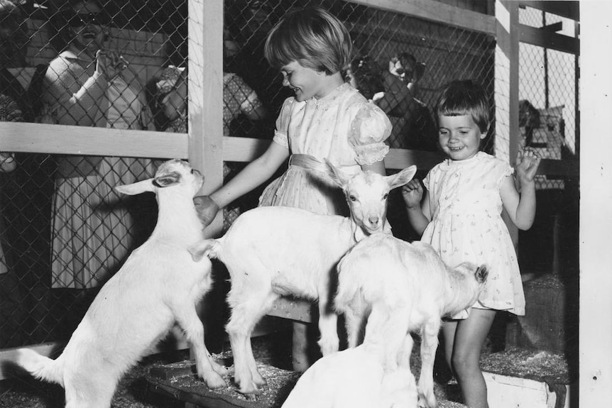 Two young girls petting baby goats at the Ekka in Brisbane Queensland. Date Unknown.