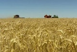 Teaming up ... grain companies will put in a joint bid in to supply wheat to Iraq.