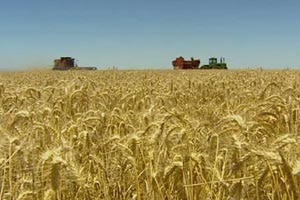 Wheat at harvest.