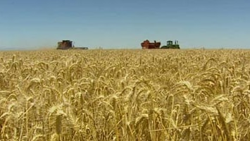 Australian wheat crops during harvest