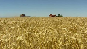 Teaming up ... grain companies will put in a joint bid in to supply wheat to Iraq.