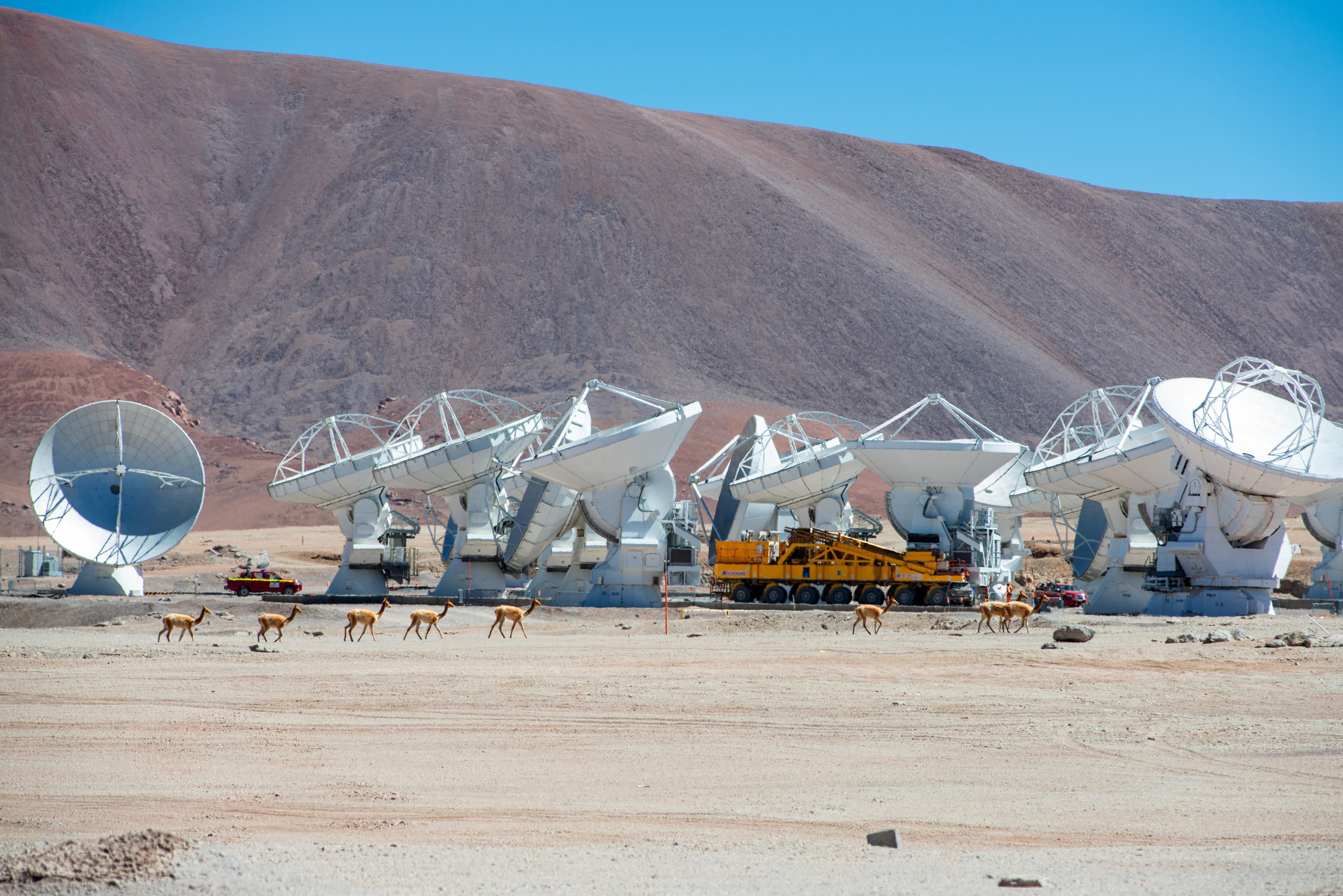 Series of satellite dishes in desert with line of vicunas walking in front.