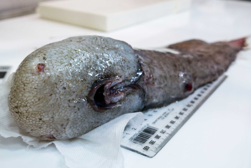 "Faceless fish" found off Jervis Bay