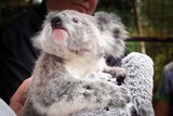 A small koala hugs a stuffed toy