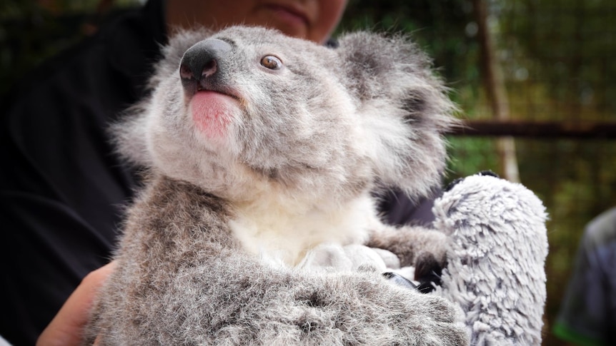 A small koala hugs a stuffed toy