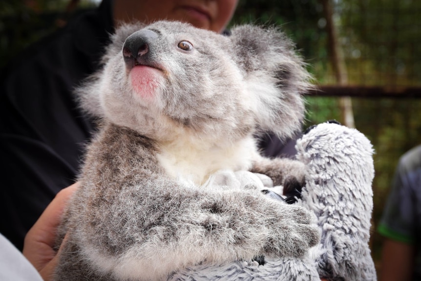 A small koala hugs a stuffed toy