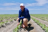 A young man smiles while kneeling in a cotton field. He's in his work gear under a bright blue sky