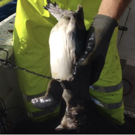 Little penguin caught in shark net 