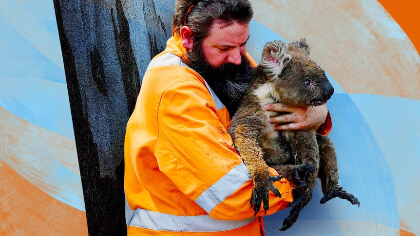 A man carries a koala affected by the fires into care.