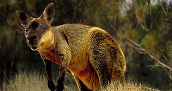 Wallaby