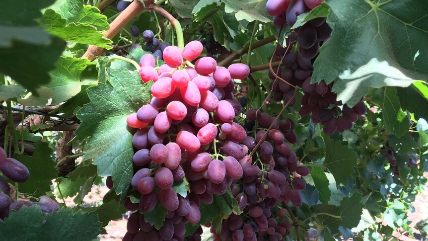 Crimson table grapes ready to be harvested in Mildura.