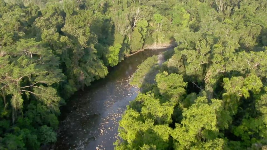 Aerial view trees surround river