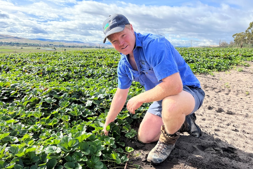 man in big strawberry patch