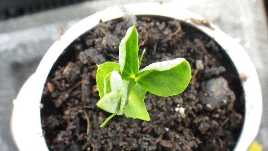 Pea Plant in Dr Monica Gagliano's maze