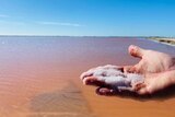 A hand holds a pile of salt crystals that have been pulled out of a pink lake in the background
