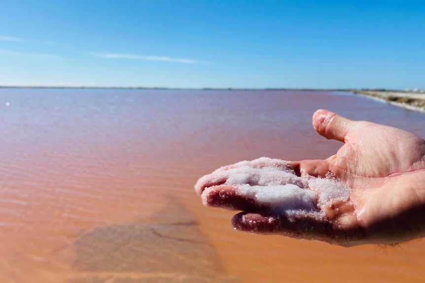 A hand holds a pile of salt crystals that have been pulled out of a pink lake in the background