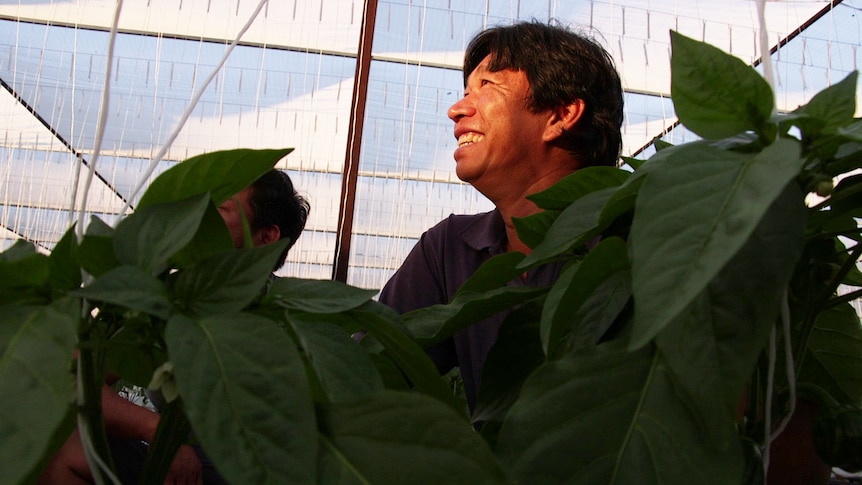 Michael Quatch has become one of the largest growers in the NT