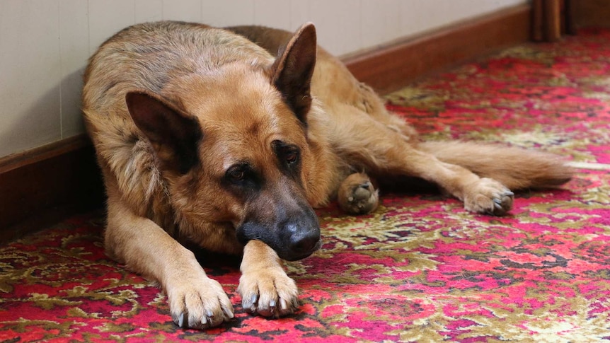 Dog lying on carpeted floor of Tasmanian pub.