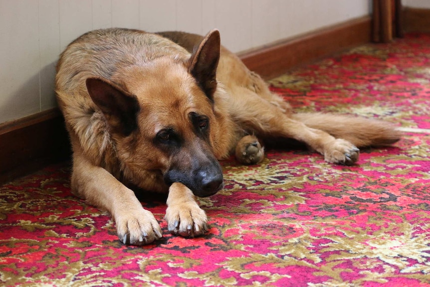 Dog lying on carpeted floor of Tasmanian pub.