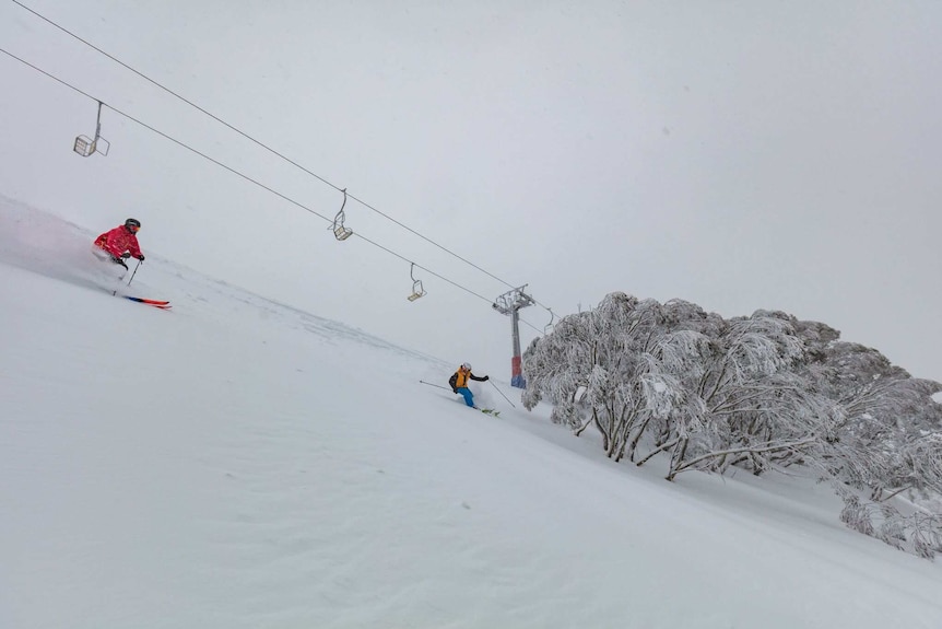 Two skiers ski past a chair lift and snow covered trees.