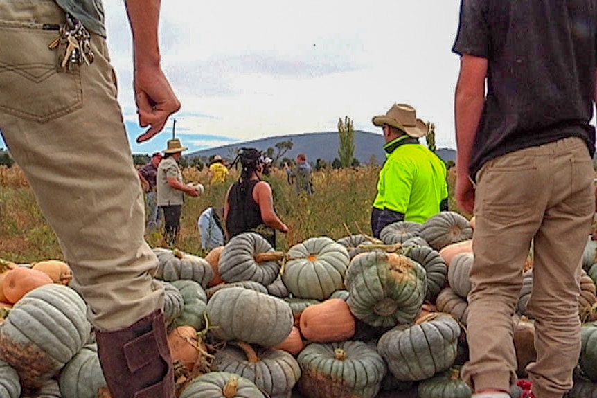 The 2016 Pumpkin harvest