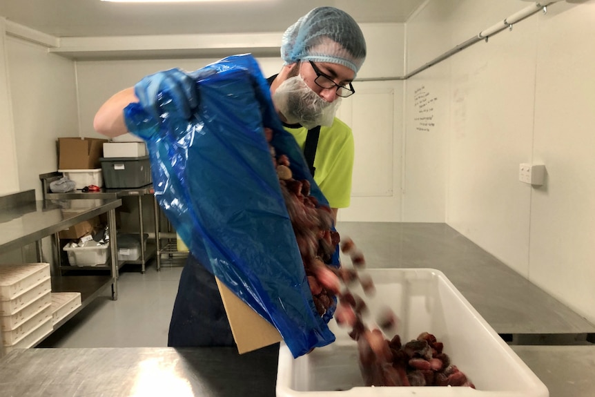 A worker wearing a beard and hair net pours out frozen strawberries into a plastic tub.