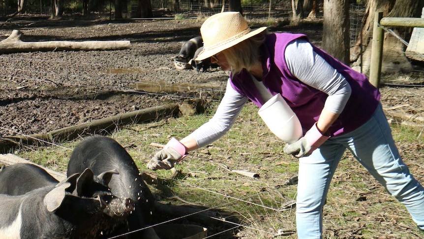 Fiona Stocker is hand-feeding some of her berkshire pigs.