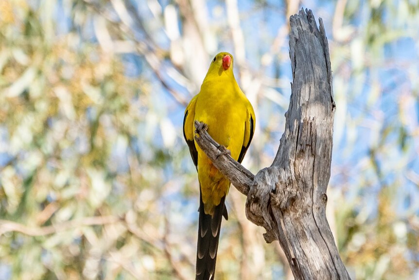 Yellow bird in a tree