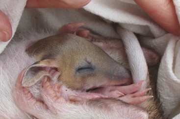 An Eastern Barred Bandicoot wrapped up in a cloth.