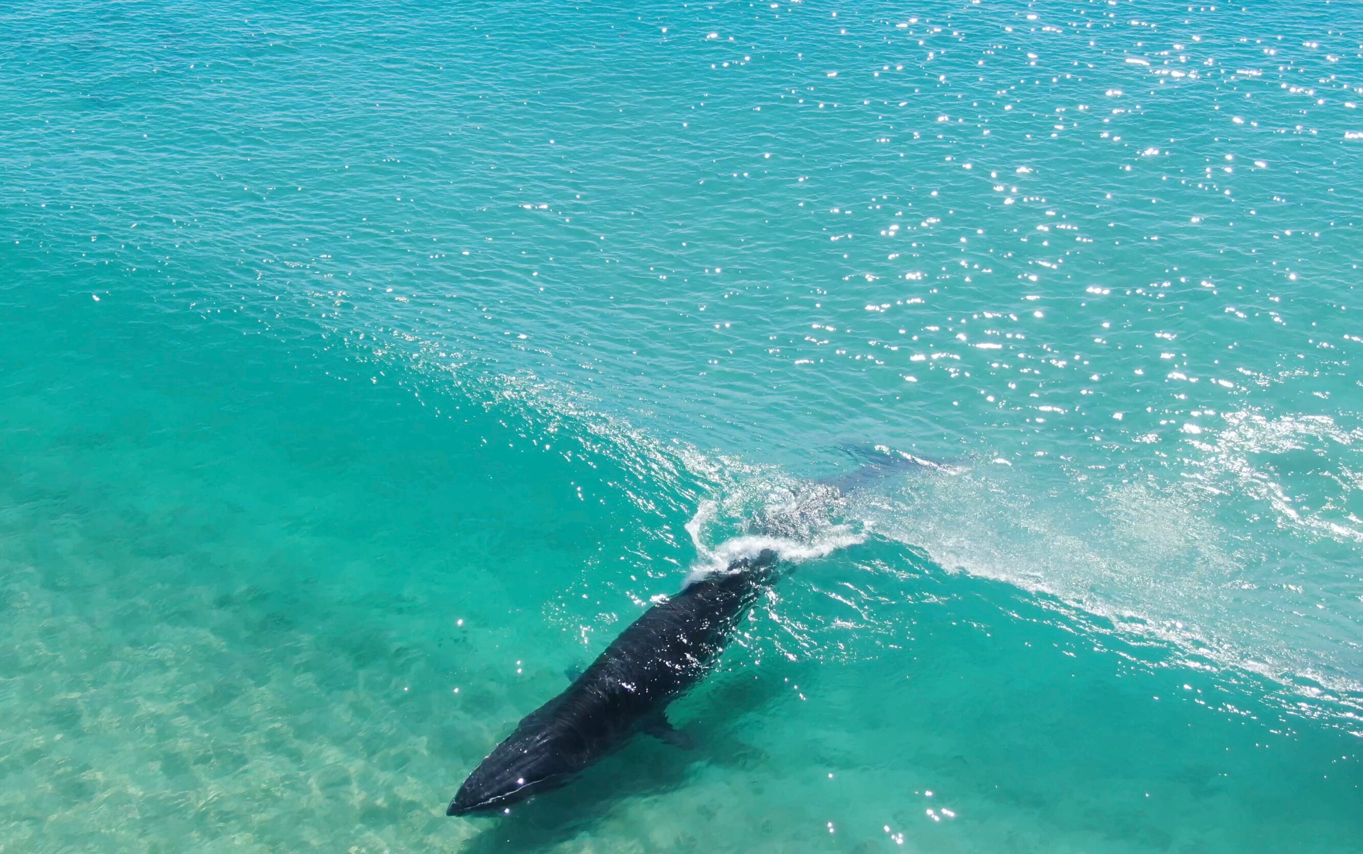Bryde’s whales prolific in east coast Australian waters