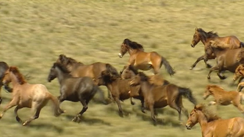 Move to restrict brumbies in national park