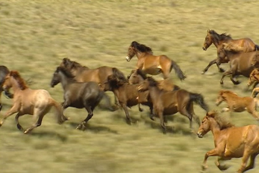 Move to restrict brumbies in national park