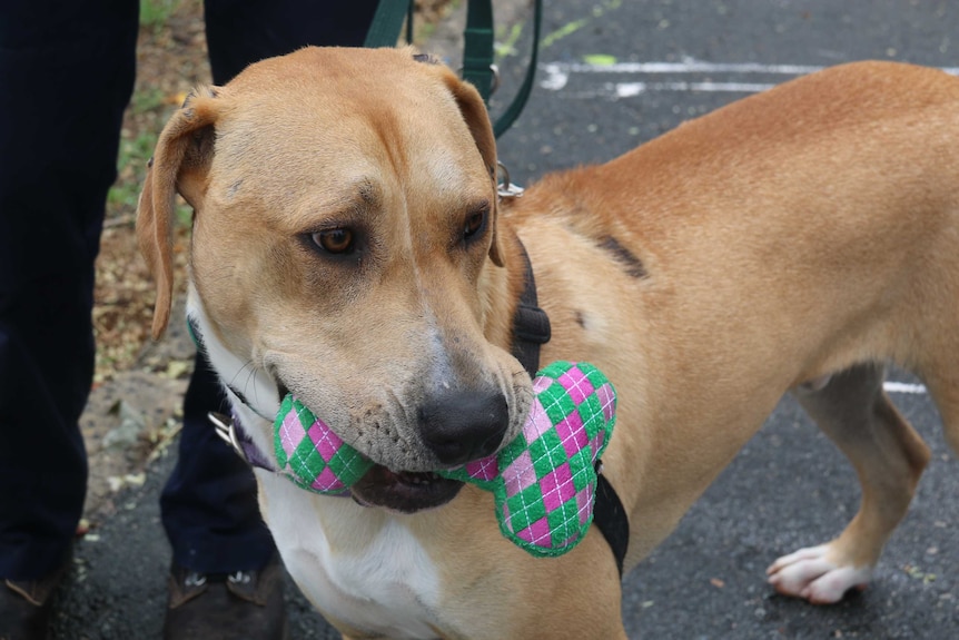 Hound cross Bailey has been waiting to find a new home for more than 200 days.
