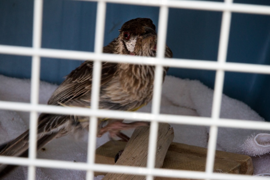 A brownish bird in a cage with white bars. The bird is perched on a natural wood "step" in the cage.