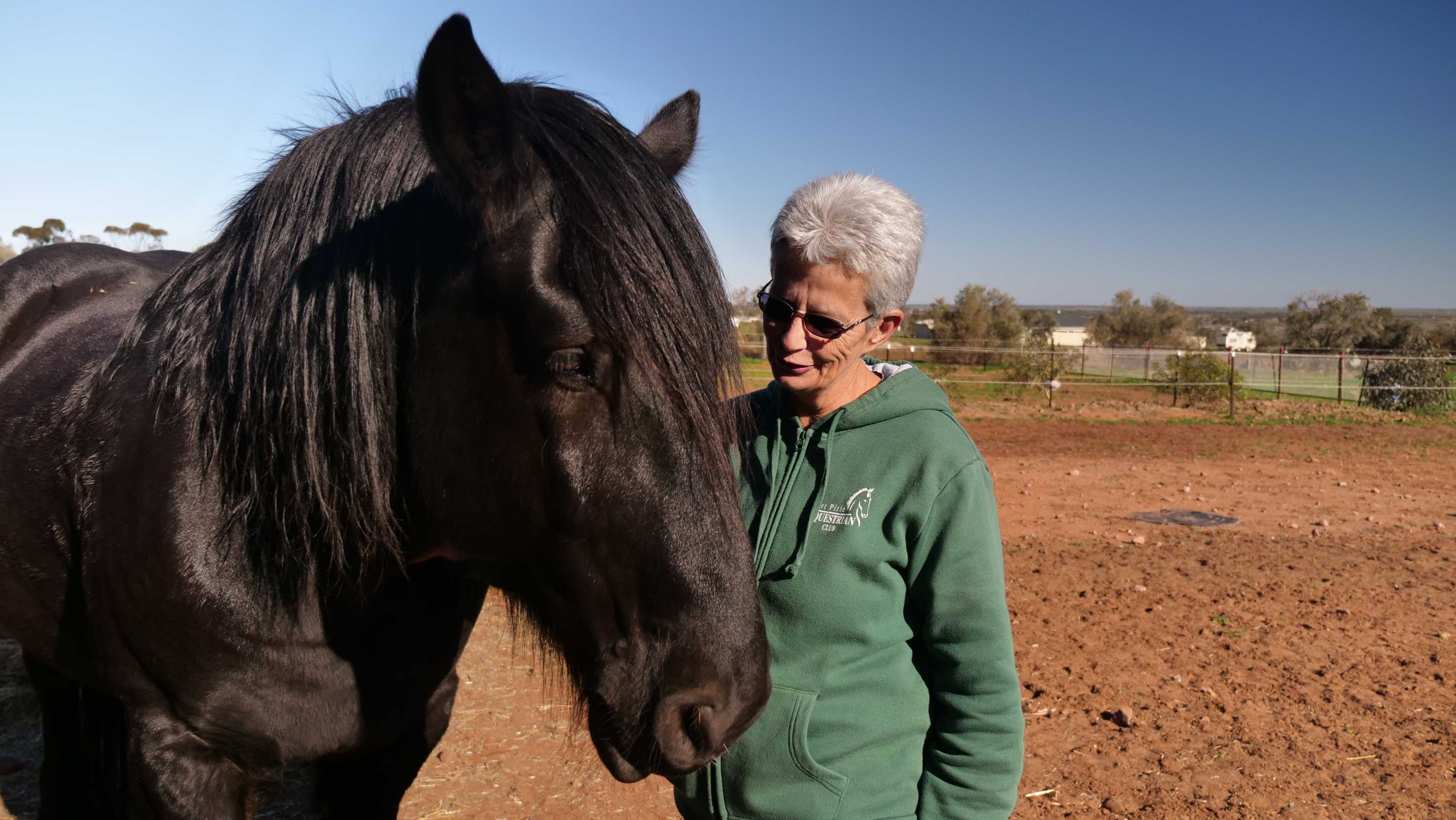 RSPCA worried about welfare of horses due to 'unprecedented' feed shortage ABC News