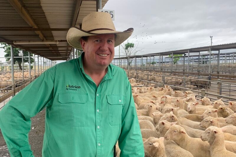 Stock agent at the saleyards