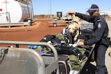 Police dog sniffs luggage