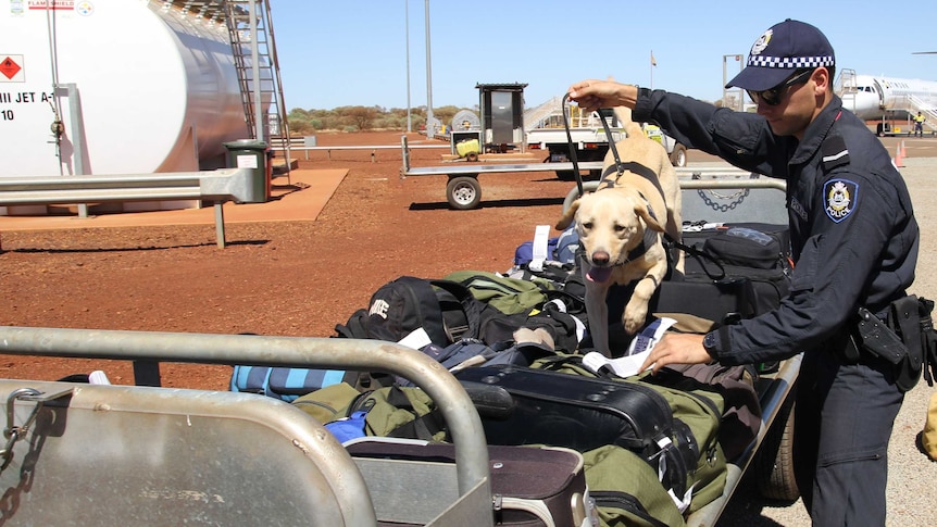 Police dog sniffs luggage in the Pilbara as part of drugs crackdown