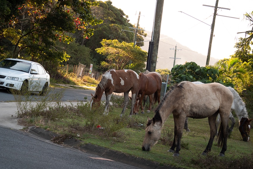 Four horses grazing on kerbside grass as car drives past
