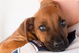 A small brown puppy resting it's head on the shoulder of a person whose shoulder patch reads "RSPCA Inspector".