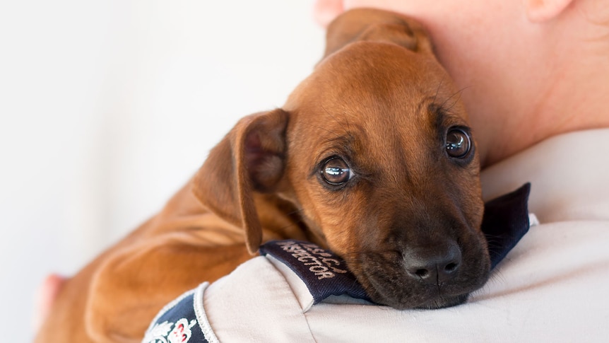 A small brown puppy resting it's head on the shoulder of a person whose shoulder patch reads "RSPCA Inspector".