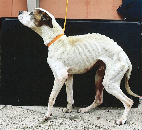Canberra pair banned from owning a pet for 10 years after emaciated dog ...
