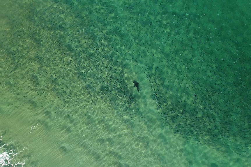 An aerial shot of a shark swimming amongst thousands of fish